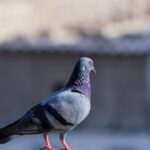 Photo Pigeon with name tag