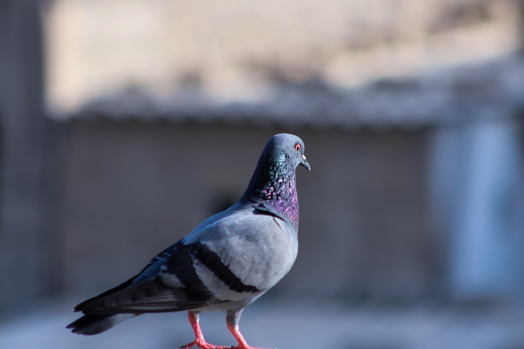 Photo Pigeon with name tag